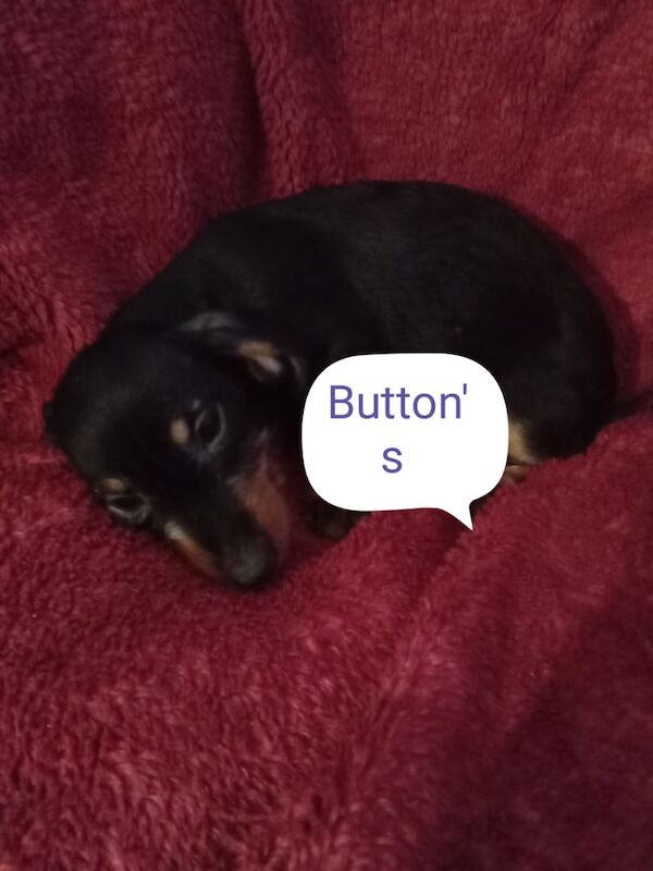 Dachshund puppies for sale in Milford Haven / Aberdaugleddau, Dyfed – 3 weeks old - Image 5 of 9