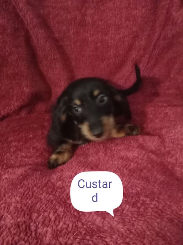 Dachshund puppies for sale in Milford Haven / Aberdaugleddau, Dyfed – 3 weeks old - Image 6 of 9