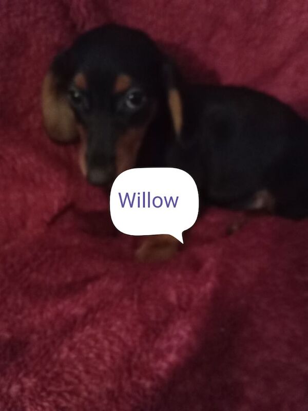 Dachshund puppies for sale in Milford Haven / Aberdaugleddau, Dyfed – 3 weeks old - Image 7 of 9