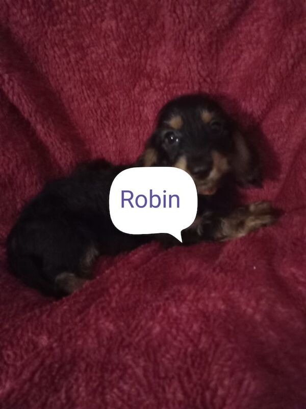Dachshund puppies for sale in Milford Haven / Aberdaugleddau, Dyfed – 3 weeks old - Image 8 of 9