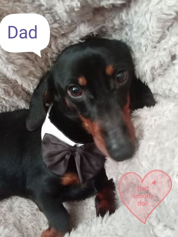 Dachshund puppies for sale in Milford Haven / Aberdaugleddau, Dyfed – 3 weeks old - Image 9 of 9