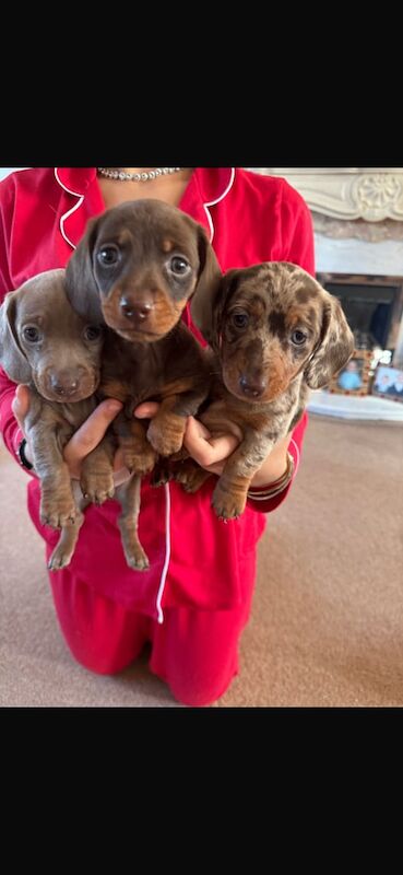 Miniature dachshund puppies for sale in Ashford, Surrey