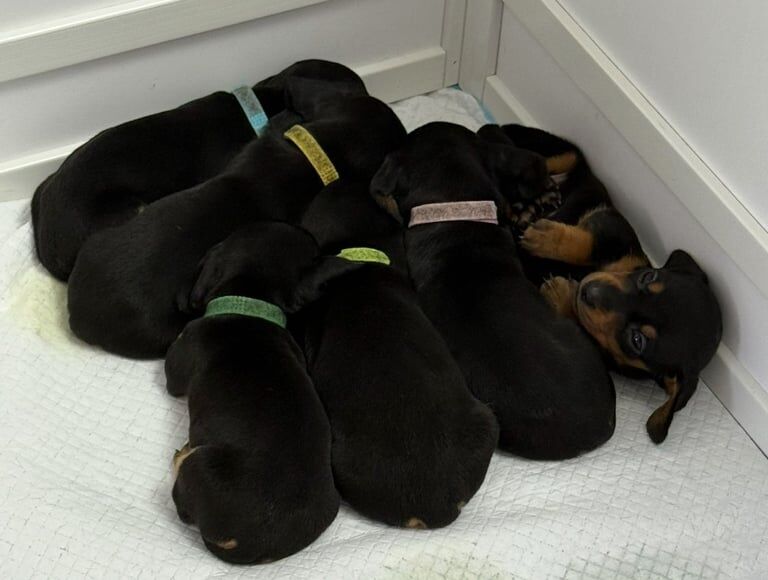 Dachshund puppies for sale in Whitechapel, Greater London – KC registered, 9 weeks old - Image 2 of 3