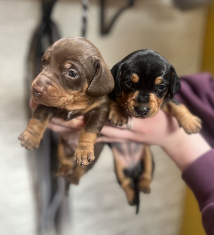 Smooth hair, miniature Dachshund puppies/ 1 black/tan girl left for sale in Northampton, Northamptonshire