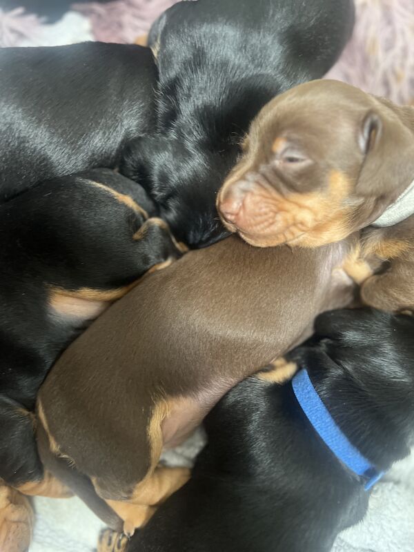 Smooth hair, miniature Dachshund puppies/ 1 black/tan girl left for sale in Northampton, Northamptonshire | Image 3