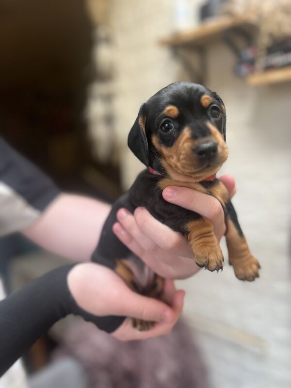 Smooth hair, miniature Dachshund puppies/ 1 black/tan girl left for sale in Northampton, Northamptonshire | Image 2