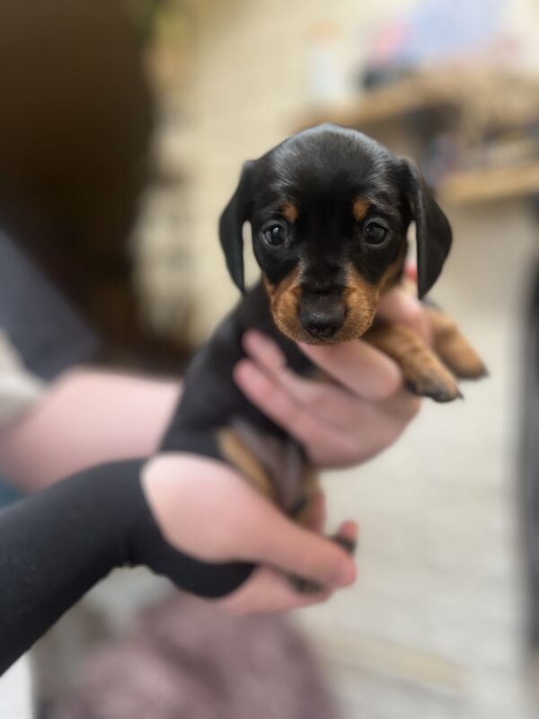 Smooth hair, miniature Dachshund puppies/ 1 black/tan girl left for sale in Northampton, Northamptonshire | Image 4