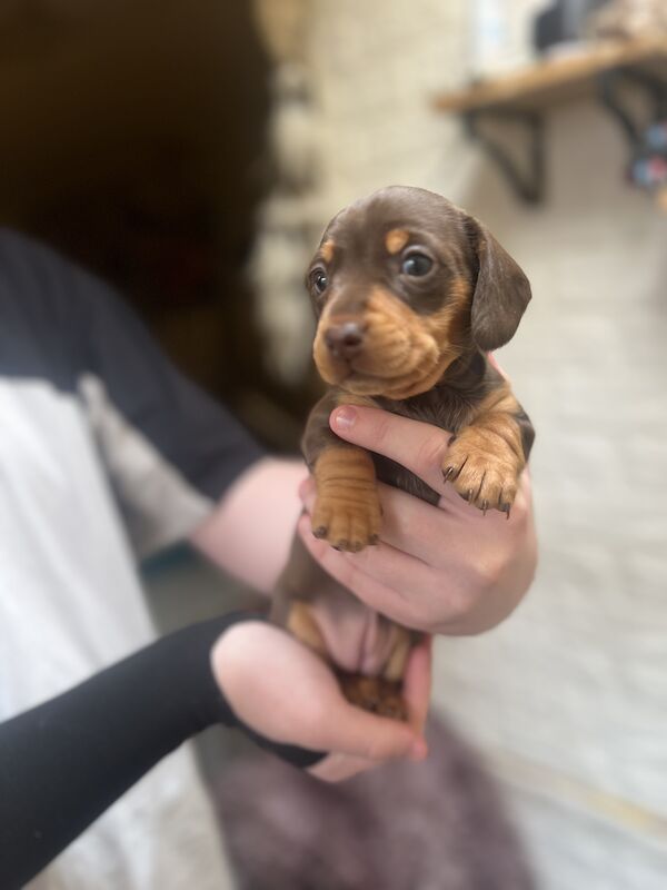 Smooth hair, miniature Dachshund puppies/ 1 black/tan girl left for sale in Northampton, Northamptonshire - Image 9