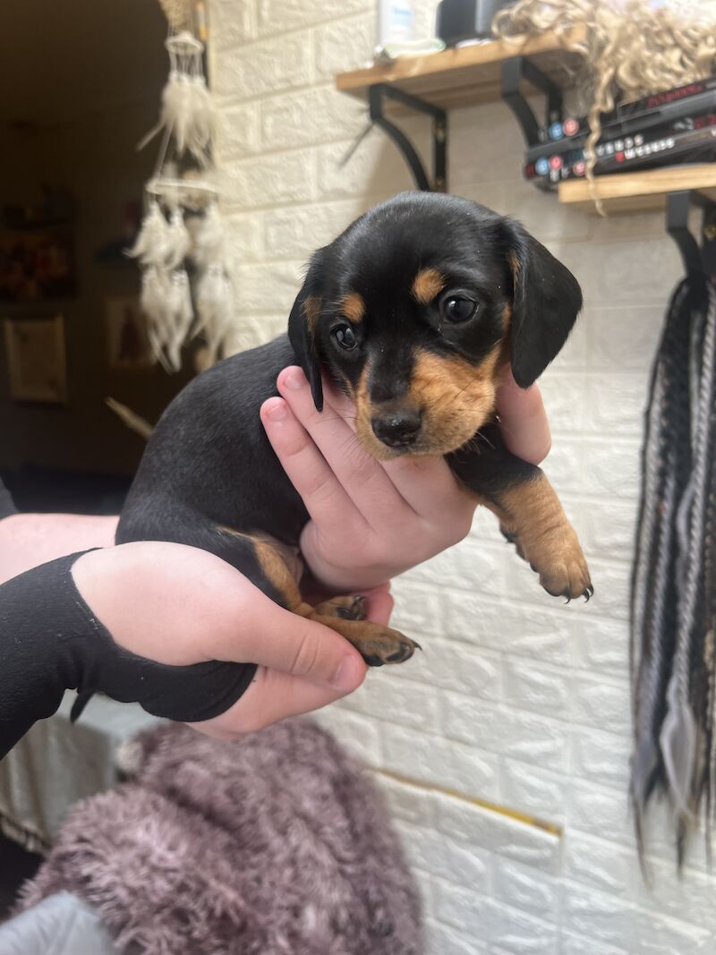 Smooth hair, miniature Dachshund puppies/ 1 black/tan girl left for sale in Northampton, Northamptonshire - Image 13