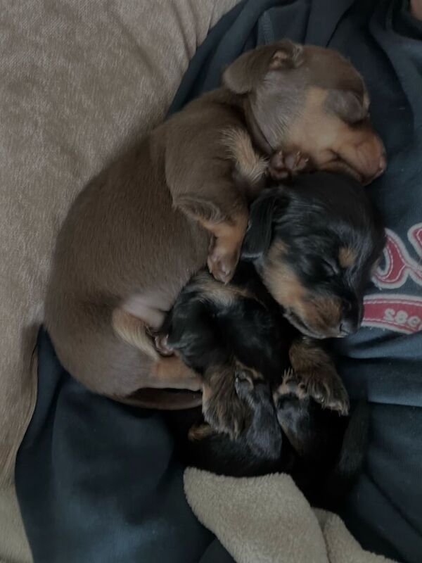 Miniature Dachshund puppies ready 25/4/25 for sale in Doncaster, South Yorkshire