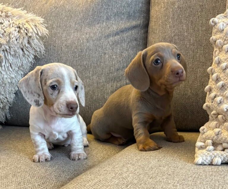 Miniature Dachshund Puppies - ready next week! for sale in Birchgrove, Mid Glamorgan | Image 2
