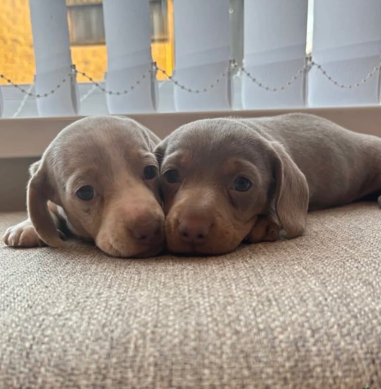 Miniature Dachshund Puppies - ready next week! for sale in Birchgrove, Mid Glamorgan | Image 3