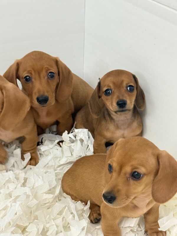 Dachshund puppies for sale in Wisbech St Mary, Cambridgeshire – 9 weeks old