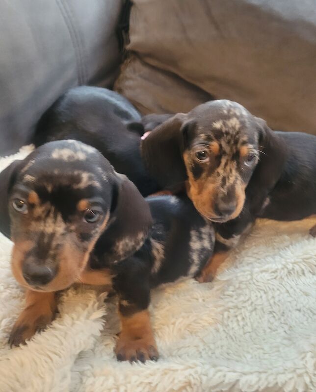 Miniature dachshund puppies ready now for sale in Oakwood, Enfield, Greater London | Image 3