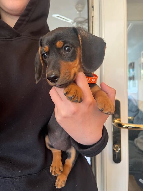 Miniature Dachshund Puppies Ready Now! for sale in Red Lodge, Suffolk