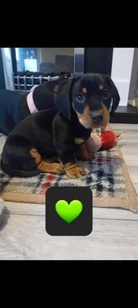 Miniature dachshund puppies, ready now, fully vaccinated for sale in Brierley Hill, West Midlands