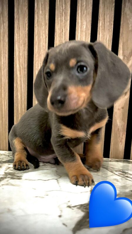Miniature Dachshund Puppies ready to go🐶🐾 for sale in Cheshunt, Hertfordshire