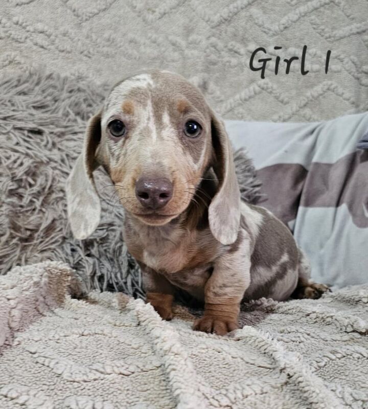 Miniature Dachshund Puppies READY TO LEAVE for sale in Bramley, West Yorkshire