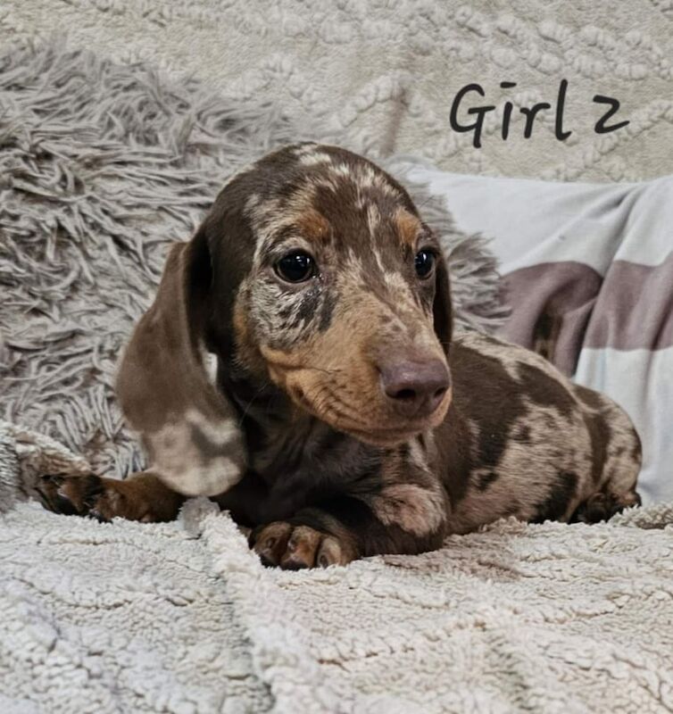 Miniature Dachshund Puppies READY TO LEAVE for sale in Bramley, West Yorkshire | Image 2