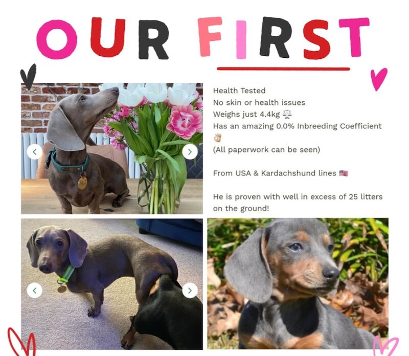 Dachshund puppies for sale in Sheffield, South Yorkshire – 9 weeks old