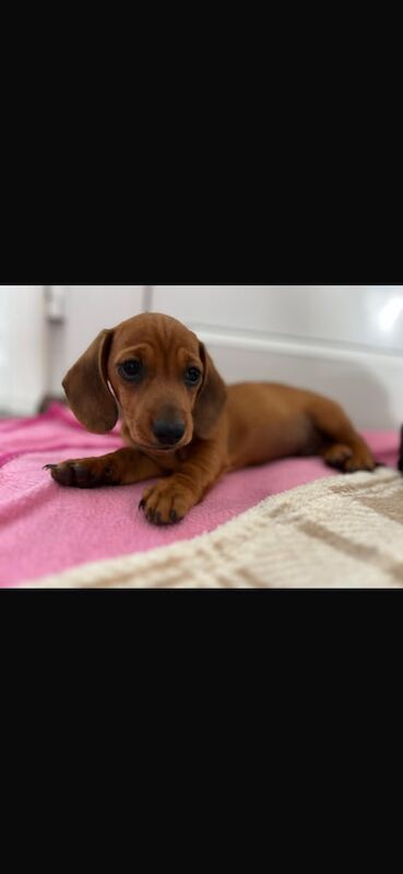 Dachshund puppies for sale in Swindon, Wiltshire – KC registered, 8 weeks old