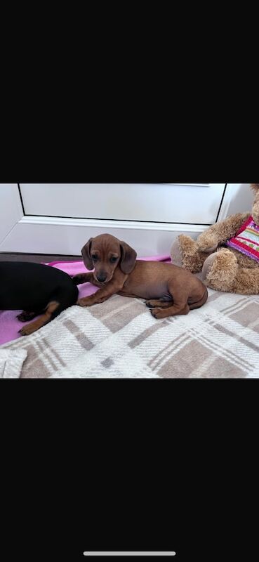 Dachshund puppies for sale in Swindon, Wiltshire – KC registered, 12 weeks old - Image 2 of 3