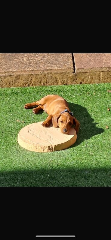 Dachshund puppies for sale in Swindon, Wiltshire – KC registered, 12 weeks old - Image 3 of 3