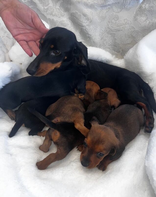 Dachshund puppies for sale in Risca / Rhisga, Gwent – KC registered, 3 months old