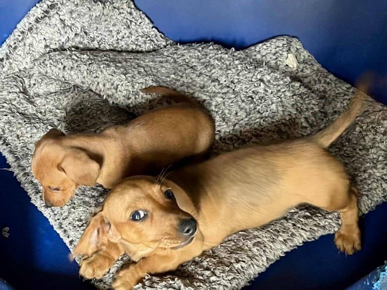 Dachshund puppies for sale in Swindon, Wiltshire – KC registered, 8 weeks old - Image 6 of 6