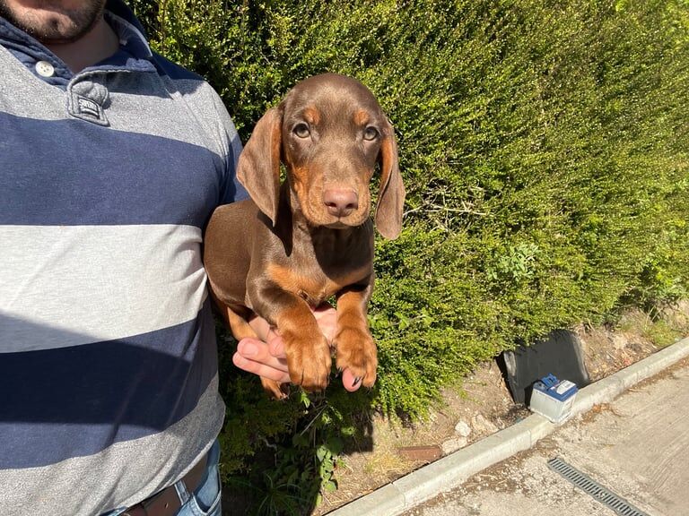 Miniature dachshund puppy boy