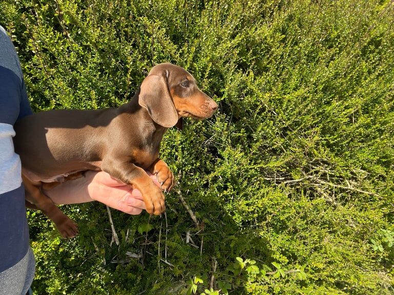 Miniature dachshund puppy boy for sale in Armagh, County Armagh | Image 2