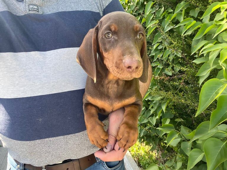 Miniature dachshund puppy boy for sale in Armagh, County Armagh | Image 3
