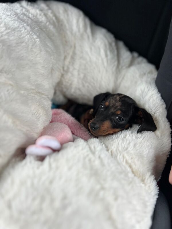 🐾 Miniature Dachshund Puppy Looking for a Loving New Home – Meet Dottie 🐾 for sale in Taunton, Somerset