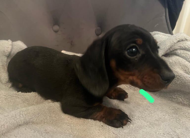 Miniature dachshund  puppys