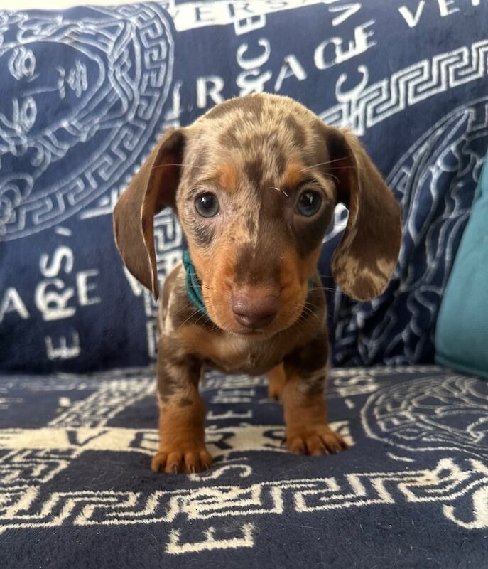 Dachshund puppies for sale in Clacton-on-Sea, Essex – KC registered, 8 weeks old