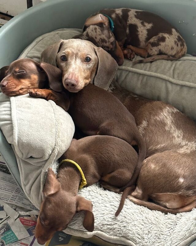 Dachshund puppies for sale in Clacton-on-Sea, Essex – KC registered, 10 weeks old - Image 2 of 3