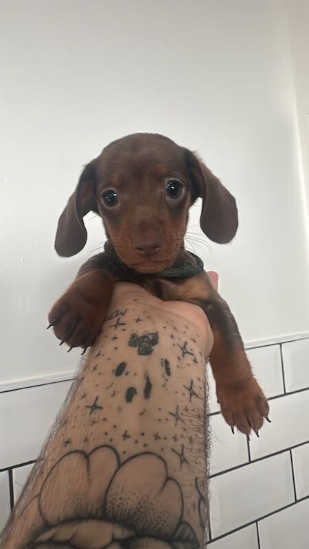 Dachshund puppies for sale in Clacton-on-Sea, Essex – KC registered, 10 weeks old - Image 3 of 3