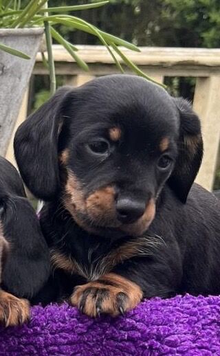 Miniature Dachshund Pups for sale in Wisbech, Cambridgeshire - Image 1