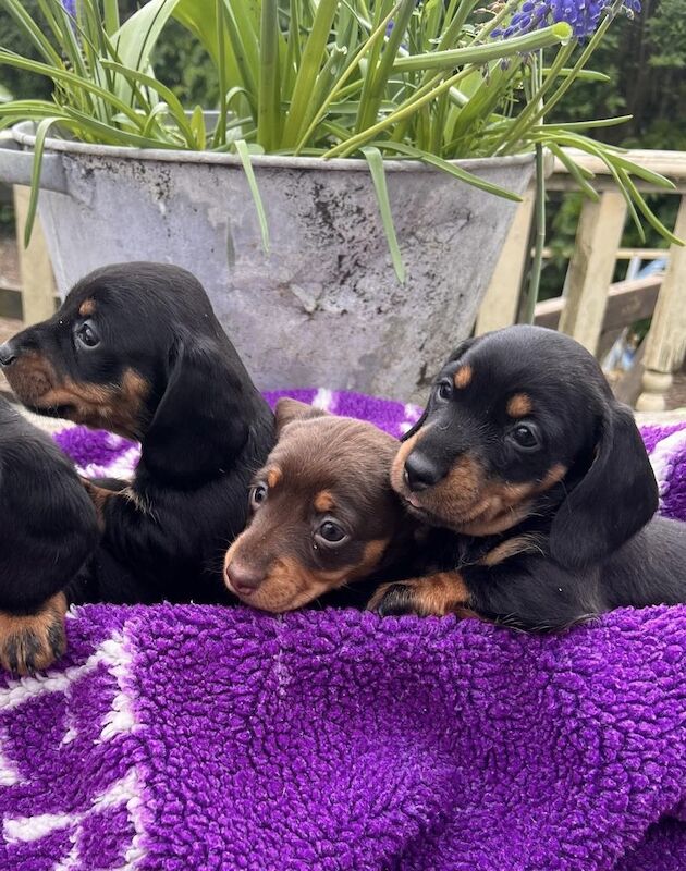 Dachshund puppies for sale in Wisbech, Cambridgeshire – 1 year old - Image 2 of 3