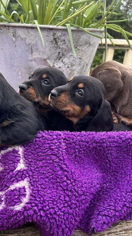 Miniature Dachshund Pups for sale in Wisbech, Cambridgeshire - Image 3