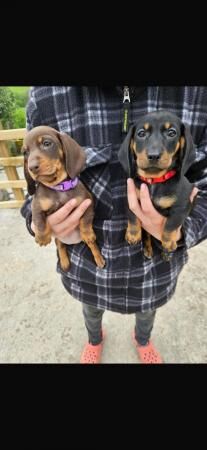 Miniature dachshund pups for sale in Corwen, Denbighshire