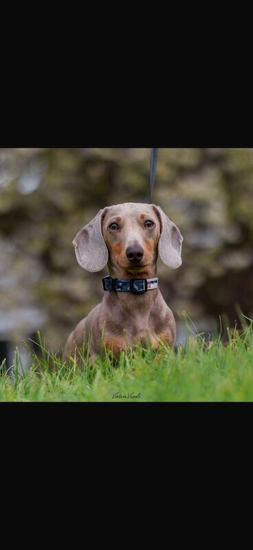 Miniature Dachshund pups for sale in Stevenage, Hertfordshire