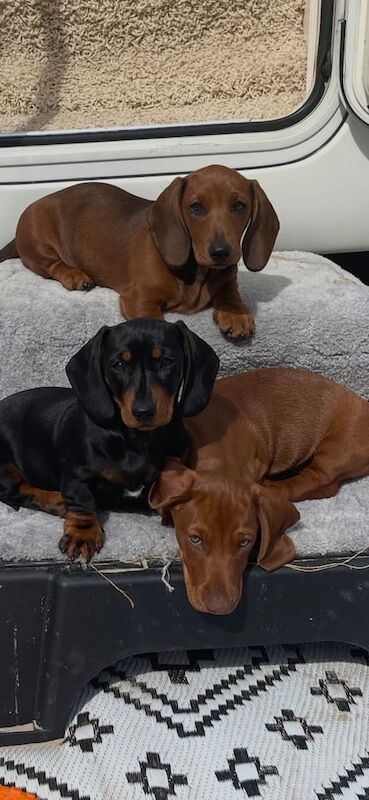 Dachshund puppies for sale in Dromore , County Down – 11 weeks old