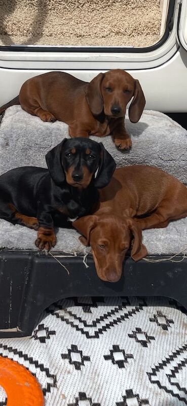 Dachshund puppies for sale in Dromore , County Down – 3 months old - Image 2 of 3
