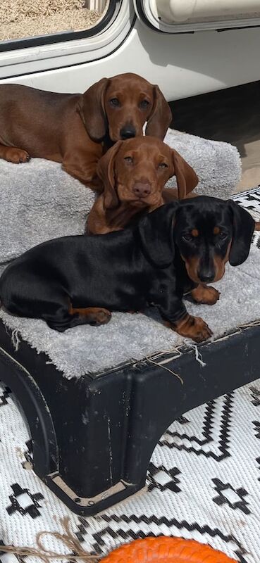 Dachshund puppies for sale in Dromore , County Down – 3 months old - Image 3 of 3