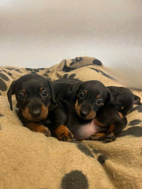 Dachshund puppies for sale in Carryduff, County Down – 8 weeks old - Image 2 of 4