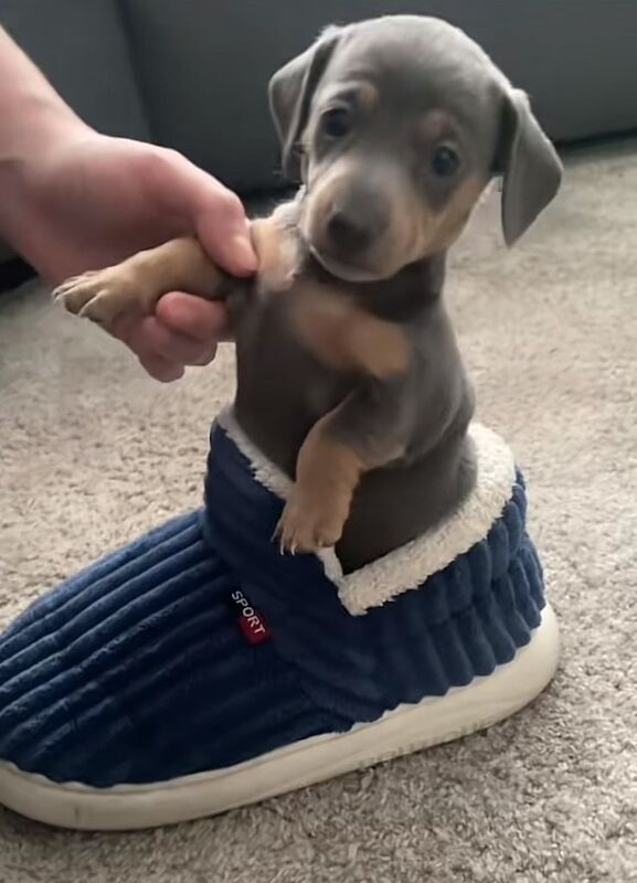 Miniature dachshund sausage puppies 4 girls 1...