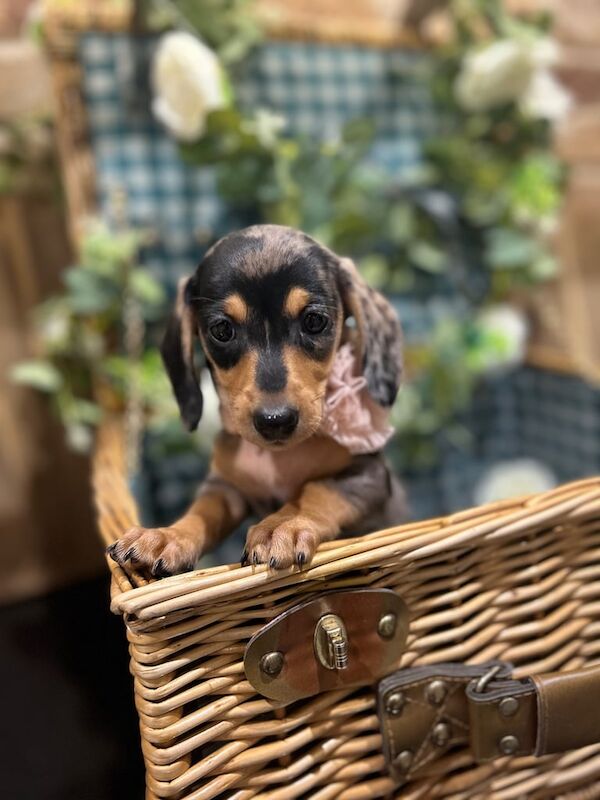 Dachshund puppies for sale in Thirsk, North Yorkshire – 6 months old - Image 1 of 3