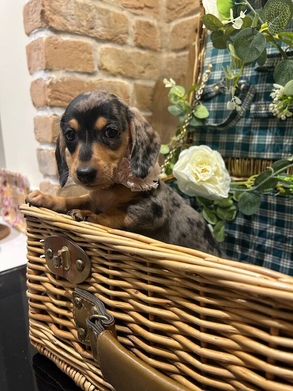 Dachshund puppies for sale in Thirsk, North Yorkshire – 6 months old - Image 2 of 3