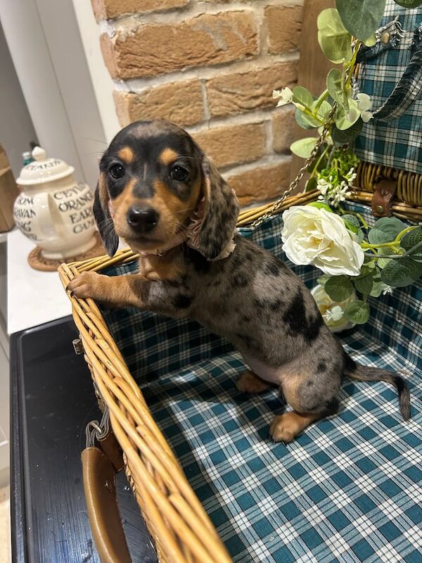 Dachshund puppies for sale in Thirsk, North Yorkshire – 6 months old - Image 3 of 3